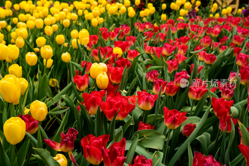 郁金香花卉景观