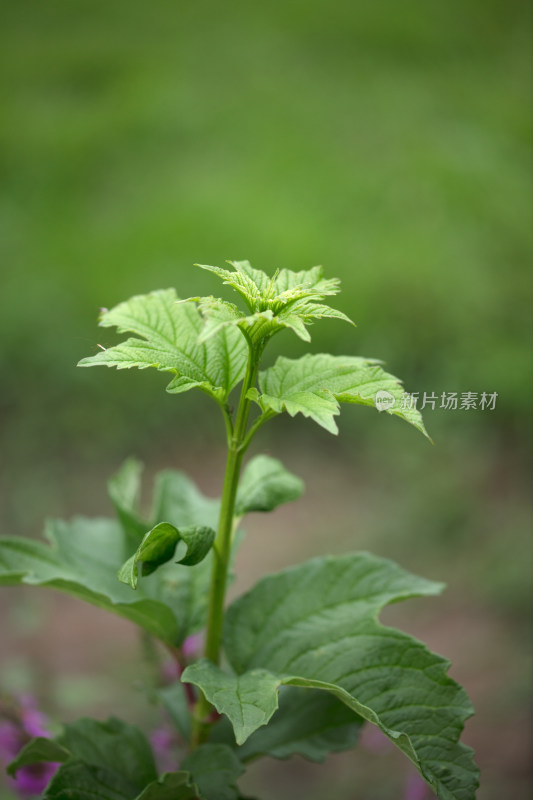 鸡树条植物特写