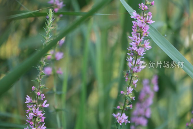 夏季紫色小花