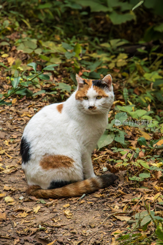 三色猫秋日写生