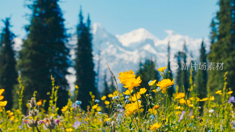 森林雪山自然风景