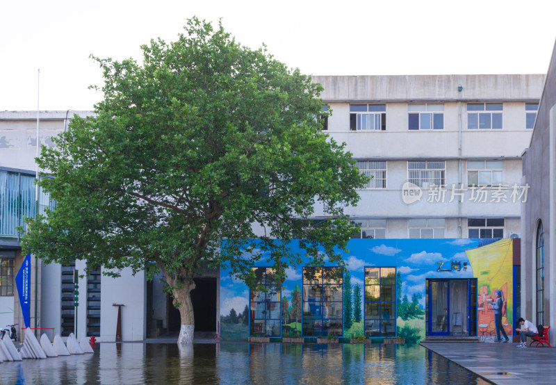 青岛纺织谷建筑前大树与彩色墙面景观