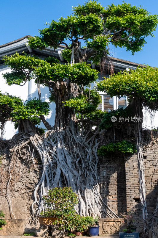 福州三坊七巷节日气氛