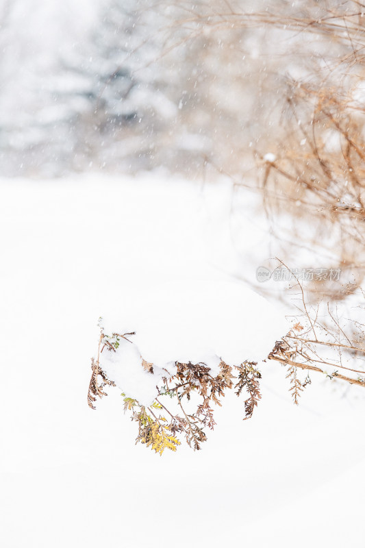 冬日里白雪覆盖的山草地