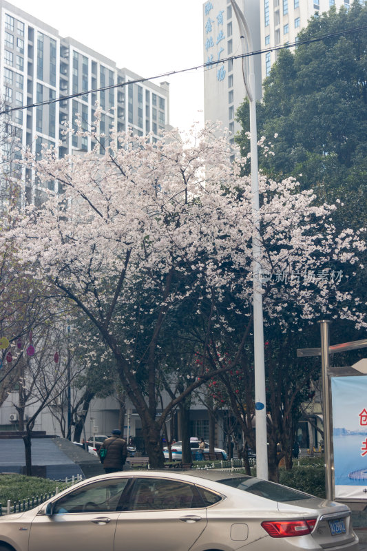 2024春季高山街街景