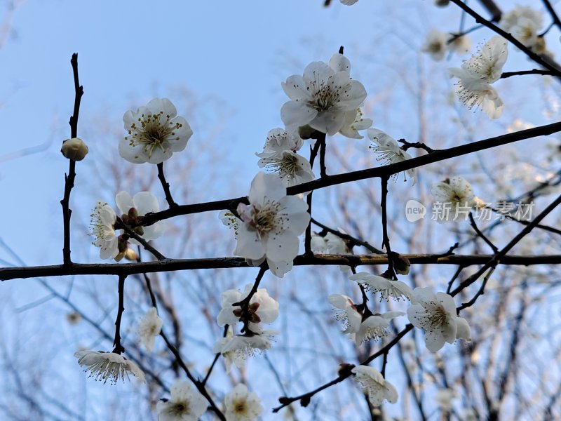 枝头盛开的白色梅花自然景象