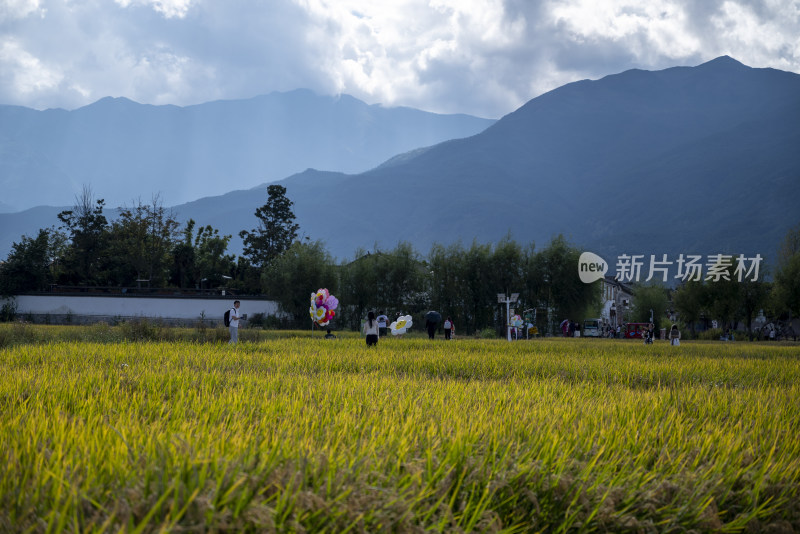 大理水稻风景