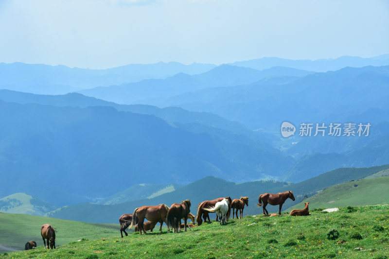 五台山自然天然牧场风光