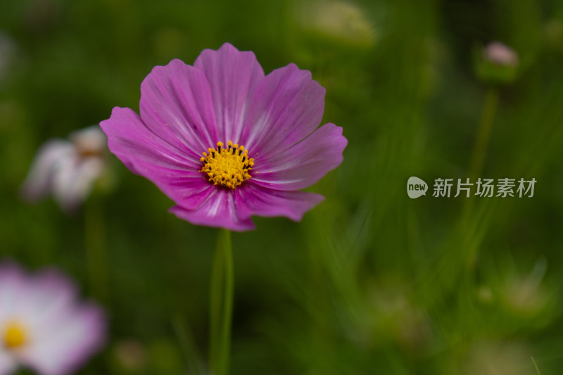 粉色秋英花特写