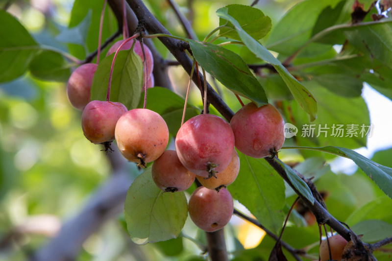 秋日枝头绿叶间的红色海棠果