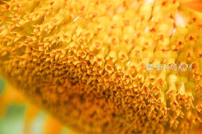 向日葵花盘特写