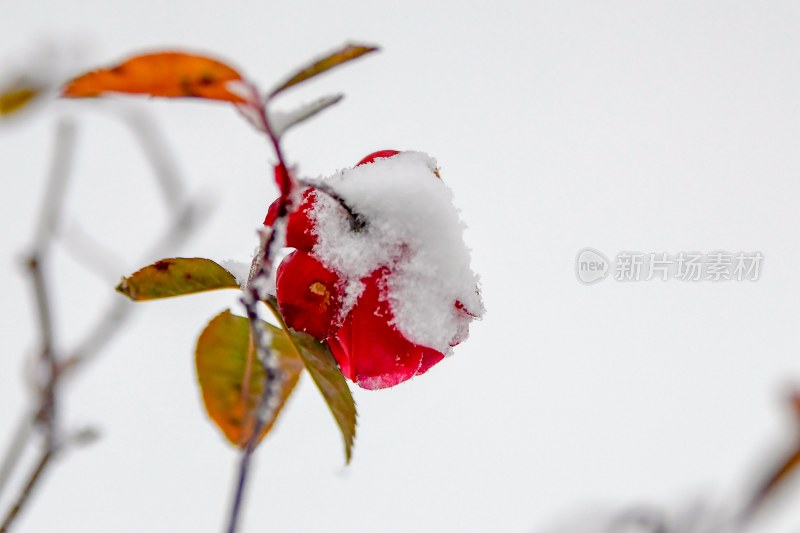 重庆酉阳：雪中月季花