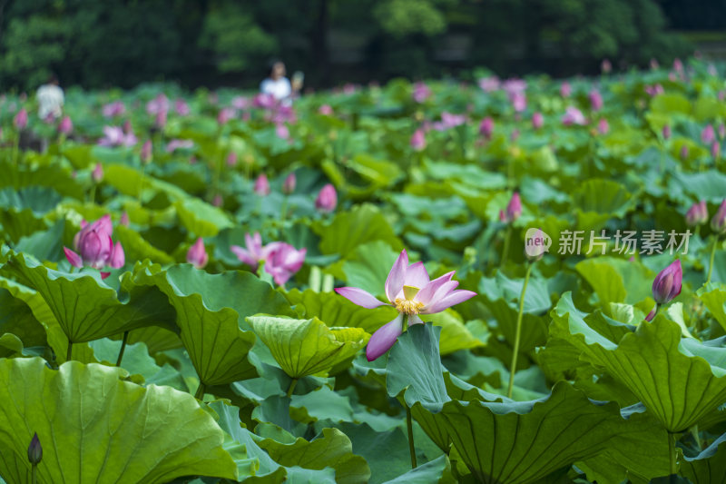 武汉东湖磨山景区盆景园