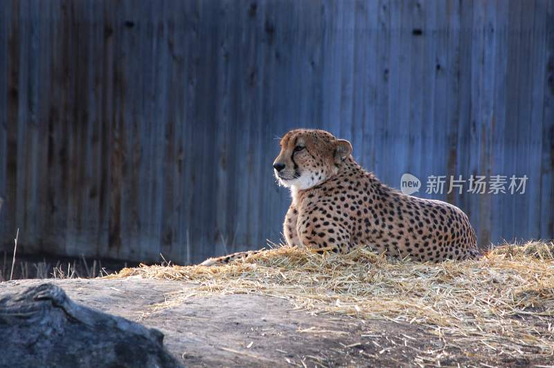 野生动物豹子猎豹猎食动物