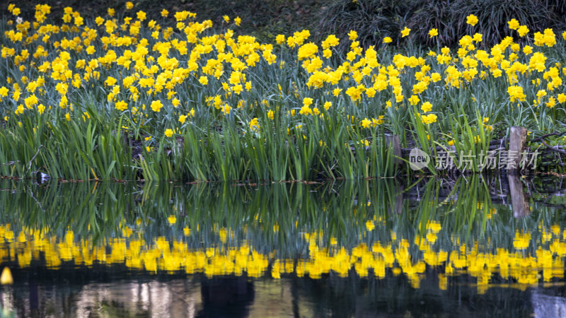 杭州太子湾公园郁金香