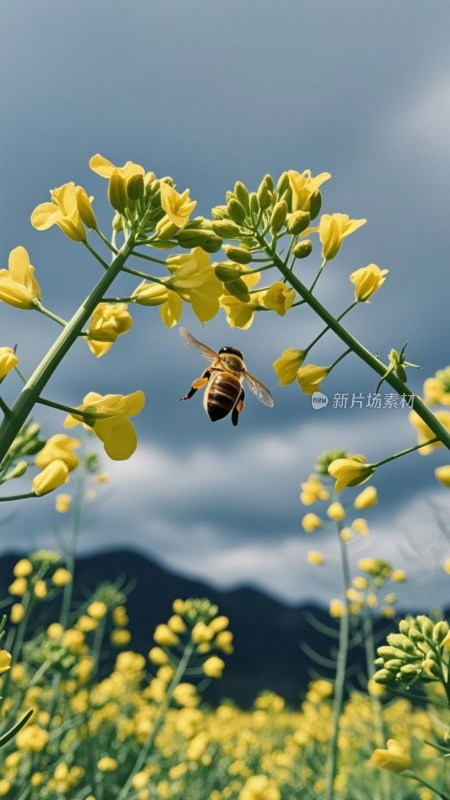 蜜蜂飞舞于油菜花田