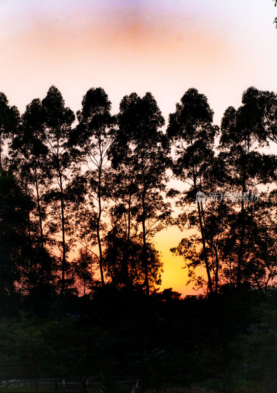 夕阳下树木林立的自然景观