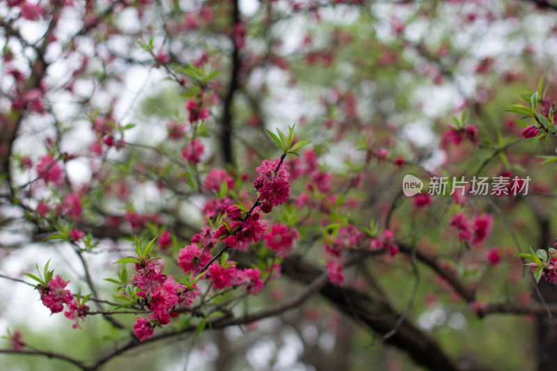 杭州西湖曲院风荷盛开的艳丽桃花特写