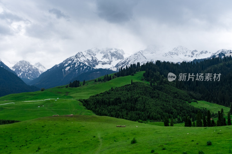 新疆伊犁恰西雪山森林草原风光