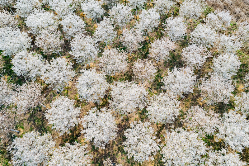 航拍樱花染井吉野园林种植树苗