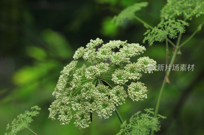 野生川白芷的花朵