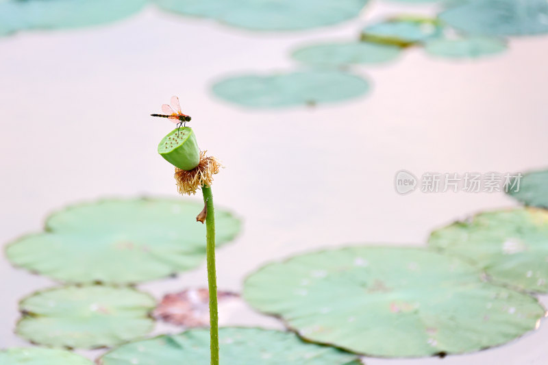 蜻蜓落枝头