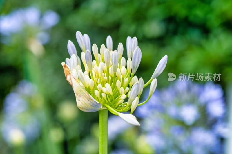 植物百子莲开花特写