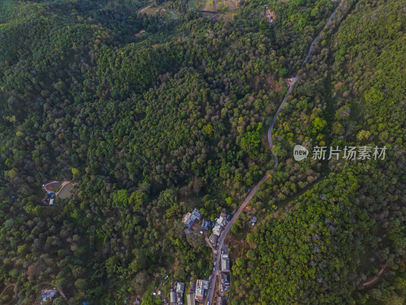 航拍被森林环绕的景迈山村庄全景