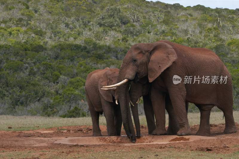 野生动物大象亚洲象