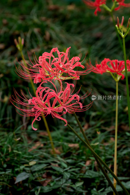 草丛中，盛开的彼岸花特写