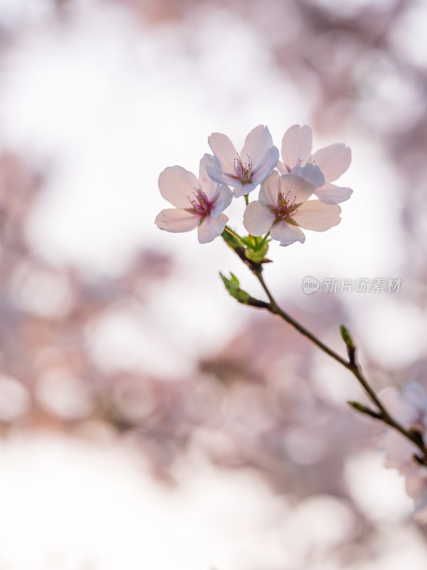 春天粉红色樱花盛开