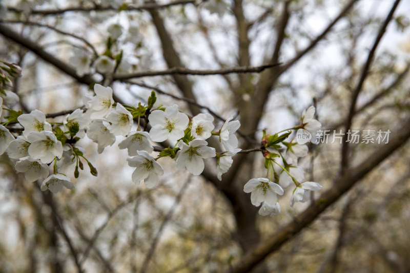 清明踏青园林花草树木