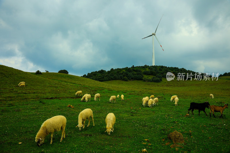 草原牧羊场景