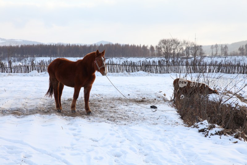 雪地里的一匹马
