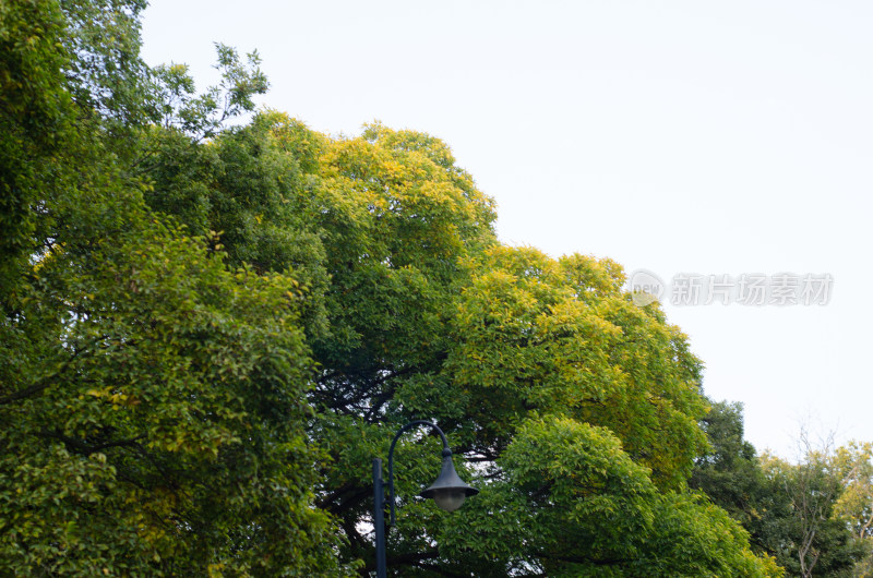 入秋以来，茂密的树木和湛蓝的天空