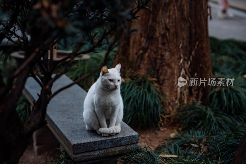 法喜讲寺的猫咪