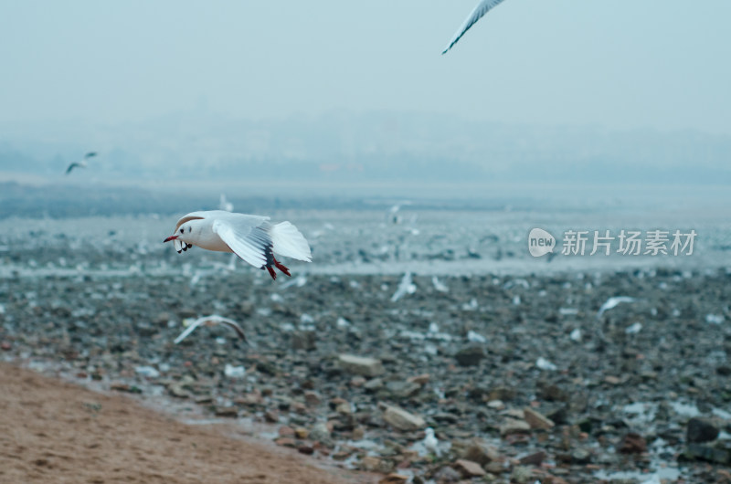 一只海鸥飞过海滩