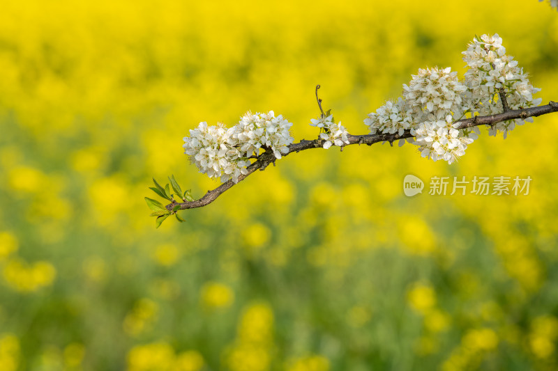 春天盛开的樱花