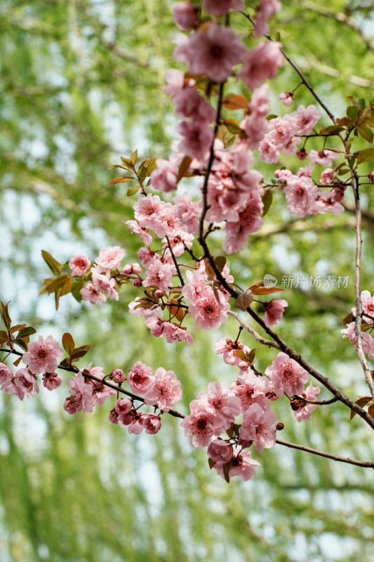 北京玉渊潭公园樱花节樱花