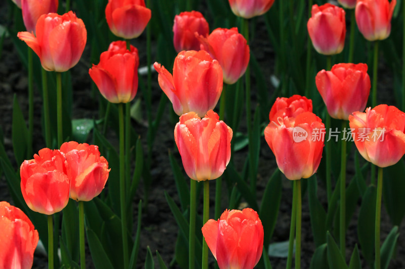 郁金香鲜花实拍背景