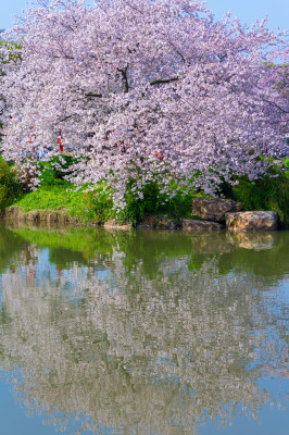 武汉东湖磨山樱花园樱花盛开