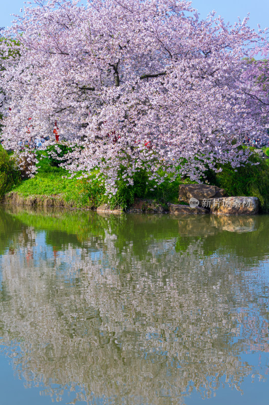 武汉东湖磨山樱花园樱花盛开