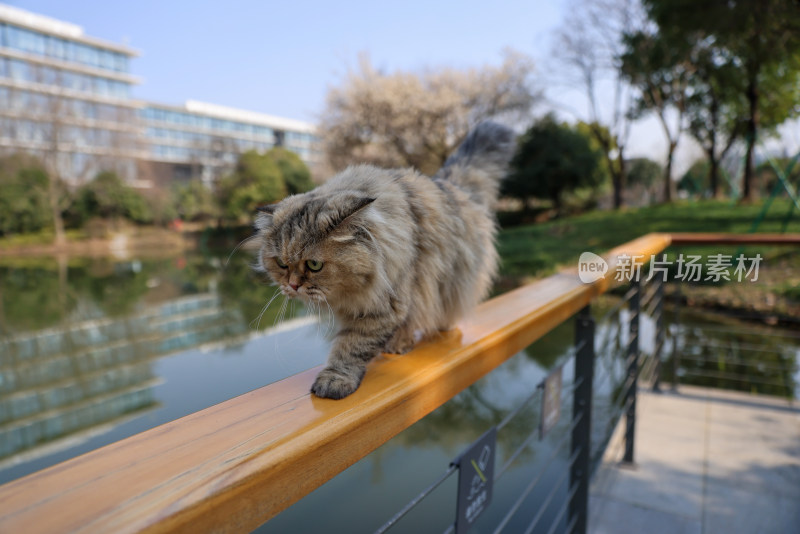 杭州阿里巴巴西溪园区在栏杆上行走的猫