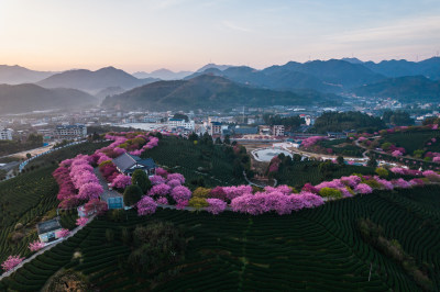 福建龙岩永福台品樱花茶园