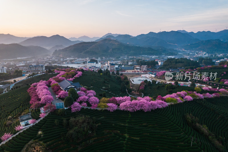 福建龙岩永福台品樱花茶园