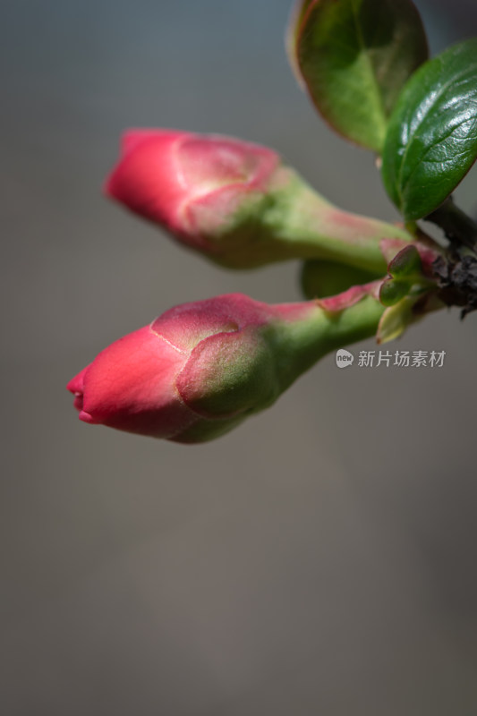 春暖花开春天花朵花蕾花苞生长