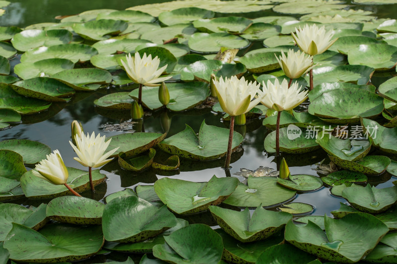 北京国家植物园睡莲