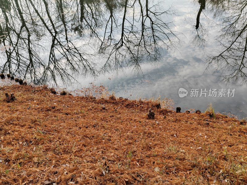 水边枯黄草地与树木倒影的自然景象