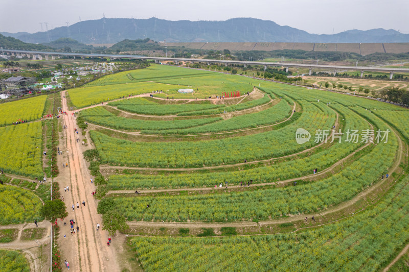 深圳光明欢乐田园油菜花田