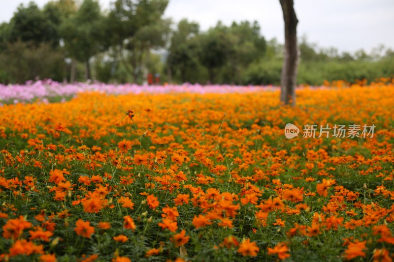 花草 绿地 城市风光 故乡